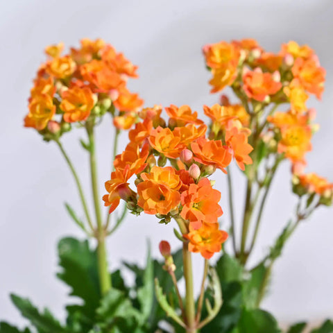 Kalanchoe Orange