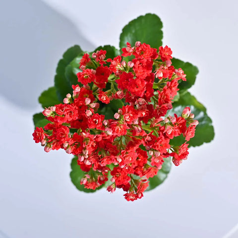 Kalanchoe Red