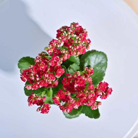 Kalanchoe - Pink
