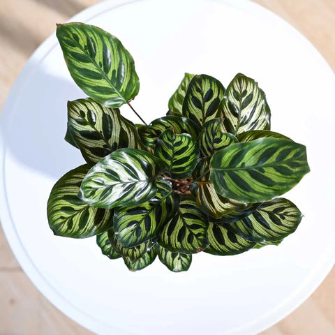 Calathea Makoyana