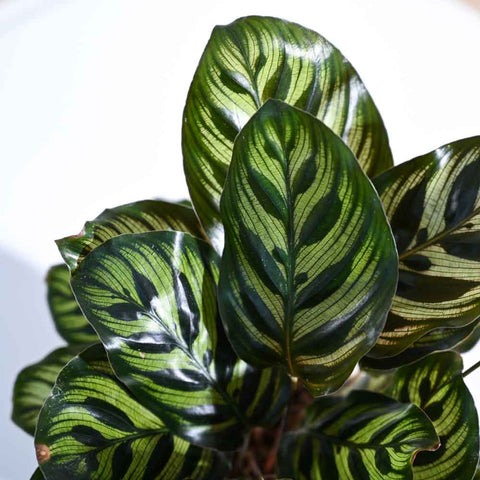 Calathea Makoyana