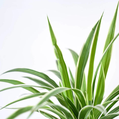 Chlorophytum Spider Plant - Reverse
