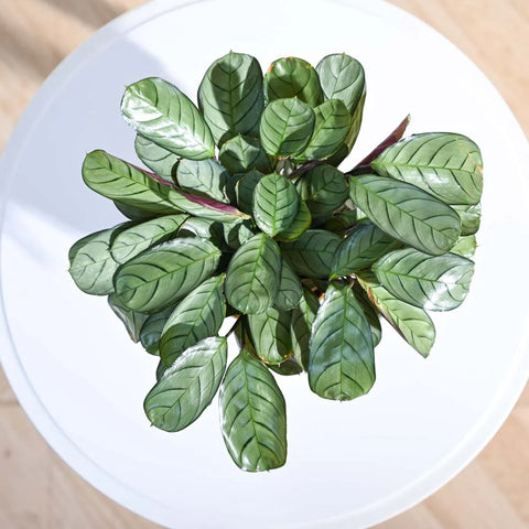 Calathea Burle Marxi