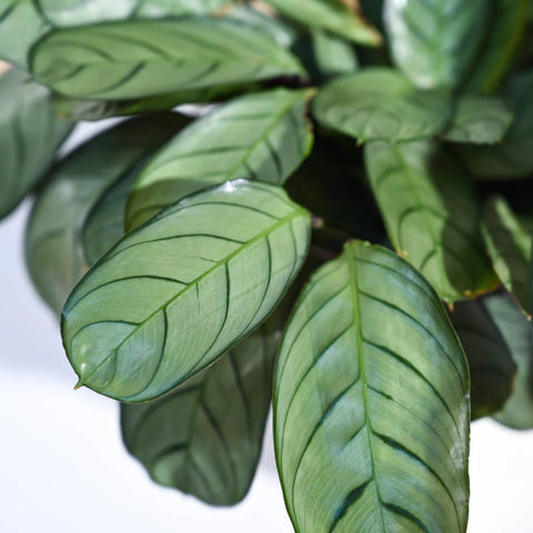 Calathea Burle Marxi