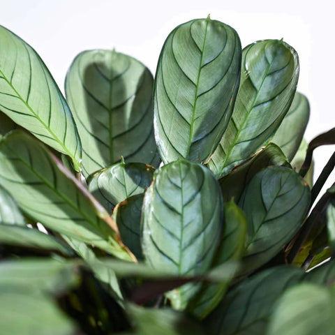 Calathea Burle Marxi