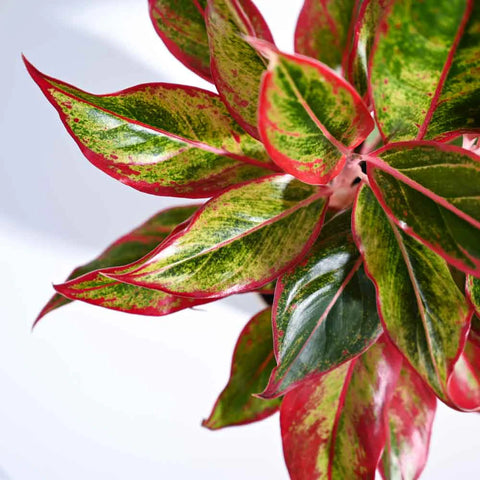 Aglaonema Siam Aurora