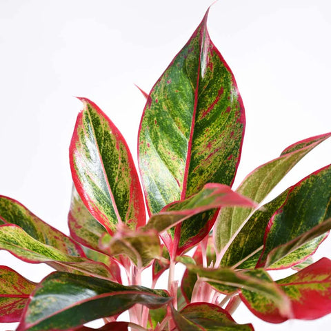 Aglaonema Siam Aurora