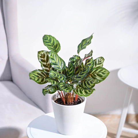 Calathea Makoyana