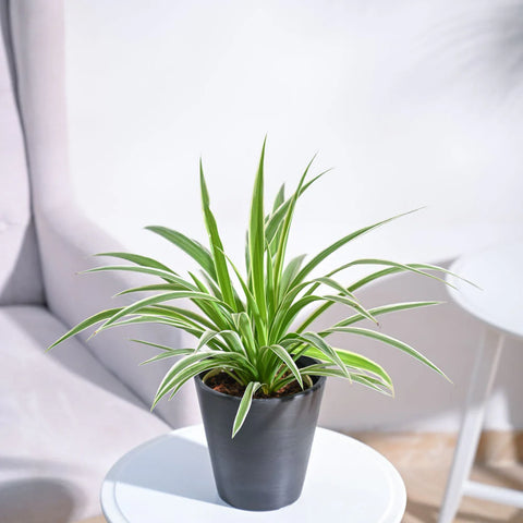 Chlorophytum Spider Plant - Reverse