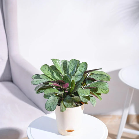 Calathea Burle Marxi