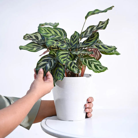 Calathea Makoyana