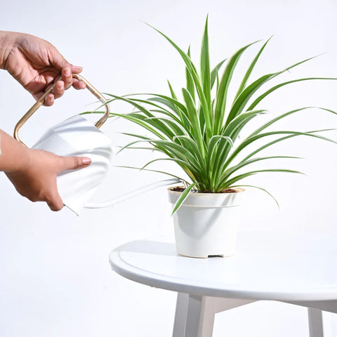 Chlorophytum Spider Plant - Reverse