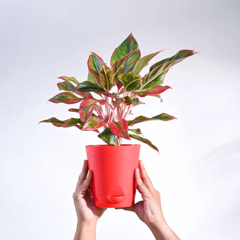 Aglaonema Siam Aurora