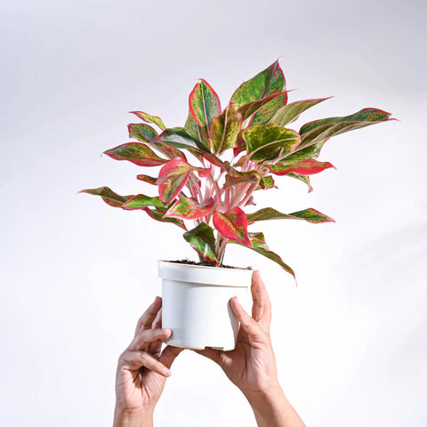 Aglaonema Siam Aurora