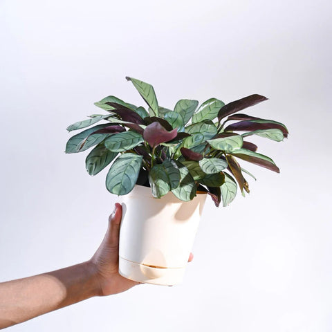 Calathea Burle Marxi