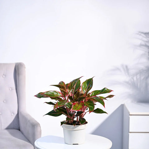 Aglaonema Siam Aurora