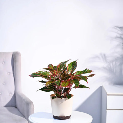Aglaonema Siam Aurora