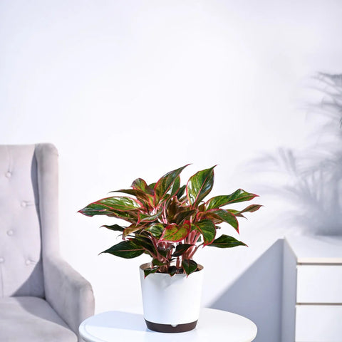 Aglaonema Siam Aurora