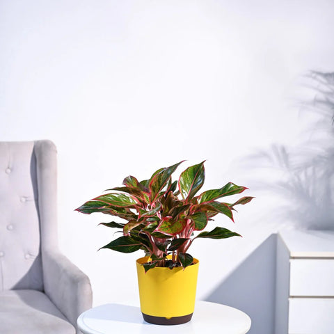 Aglaonema Siam Aurora