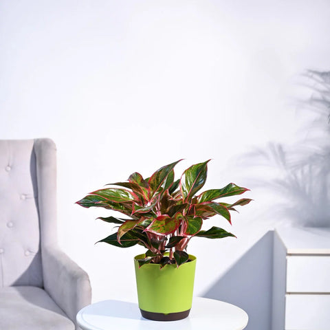 Aglaonema Siam Aurora