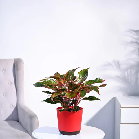 Aglaonema Siam Aurora