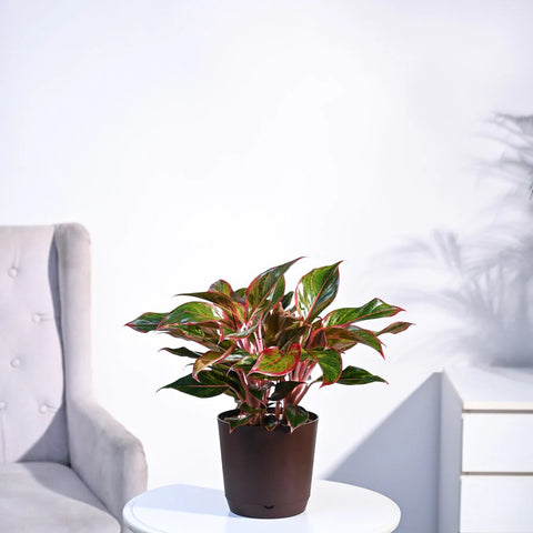 Aglaonema Siam Aurora