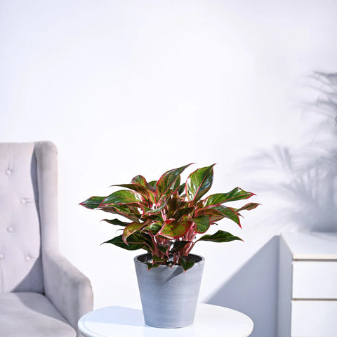 Aglaonema Siam Aurora