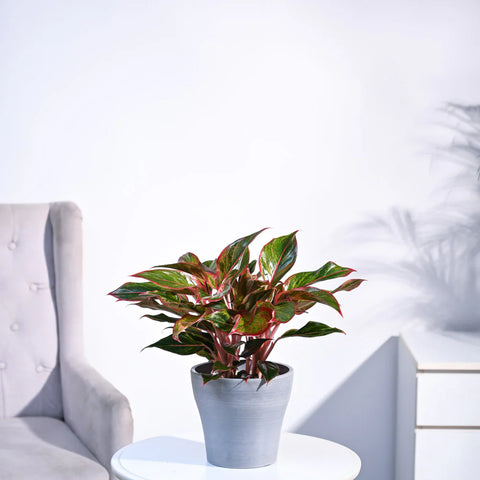 Aglaonema Siam Aurora