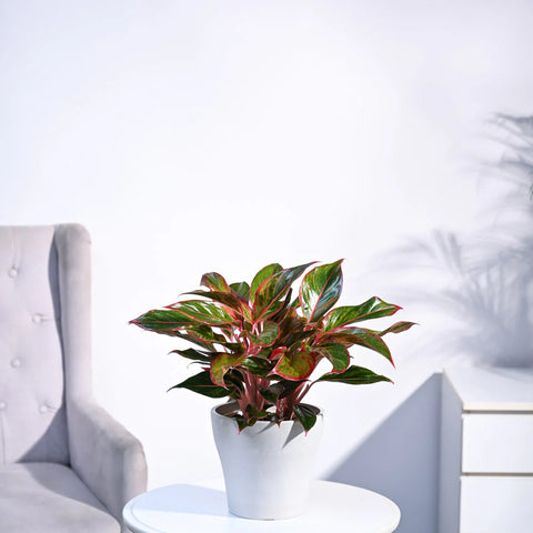 Aglaonema Siam Aurora