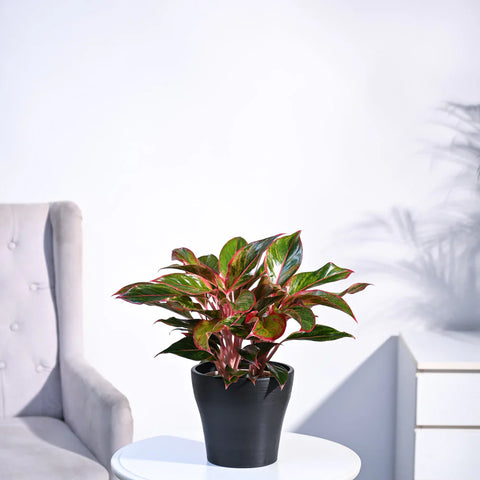 Aglaonema Siam Aurora