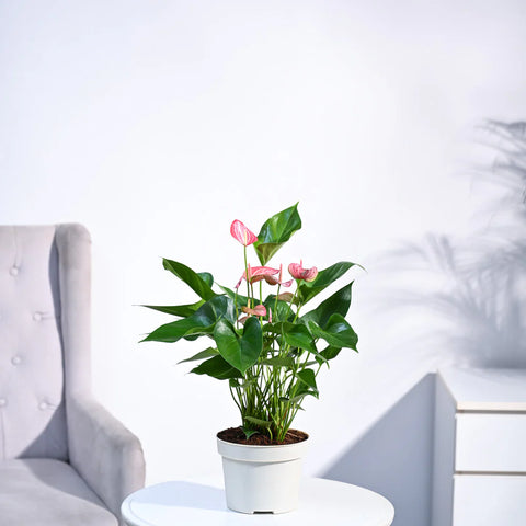 Anthurium Livium