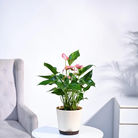 Anthurium Livium