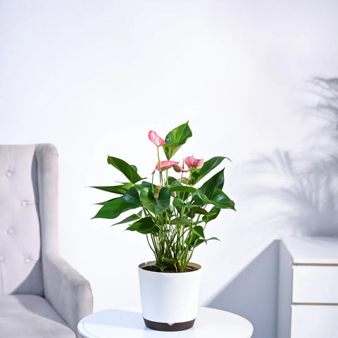 Anthurium Livium