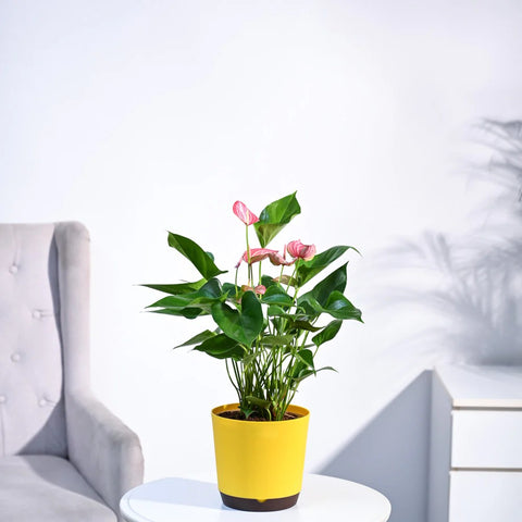 Anthurium Livium