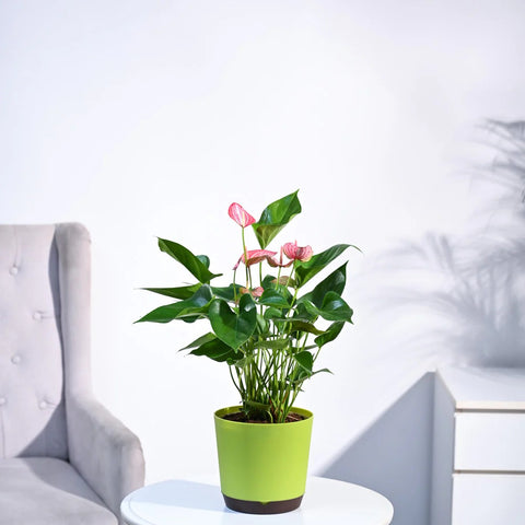 Anthurium Livium