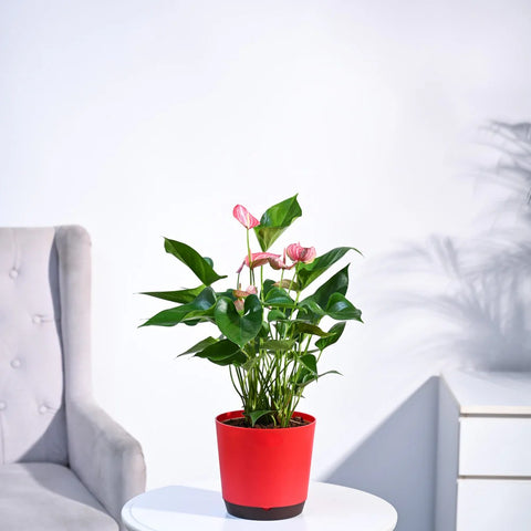 Anthurium Livium