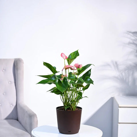 Anthurium Livium