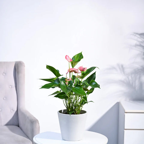 Anthurium Livium