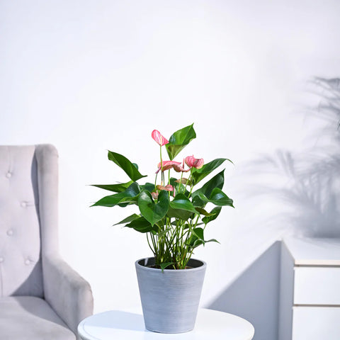 Anthurium Livium