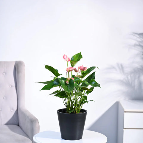 Anthurium Livium