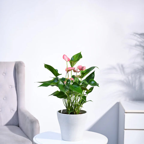 Anthurium Livium