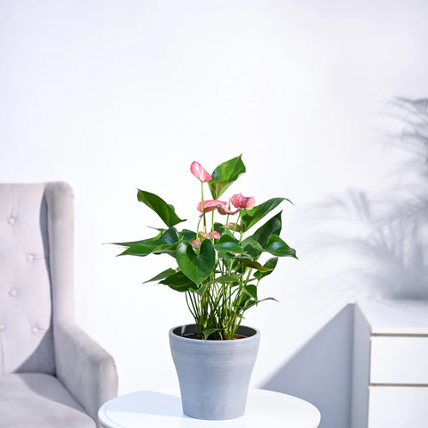 Anthurium Livium