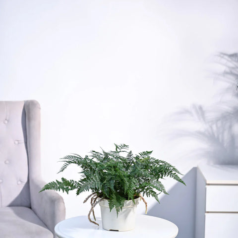 Rabbit's Foot Fern