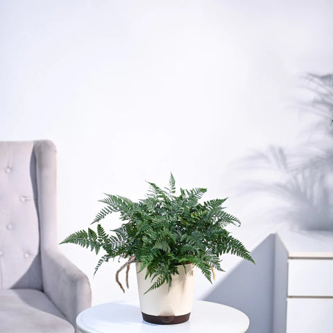 Rabbit's Foot Fern