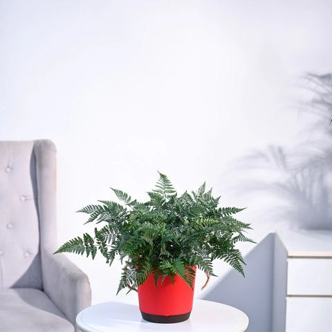 Rabbit's Foot Fern