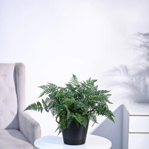 Rabbit's Foot Fern