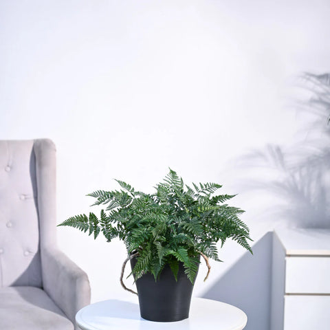 Rabbit's Foot Fern