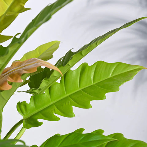 Philodendron Pluto Golden