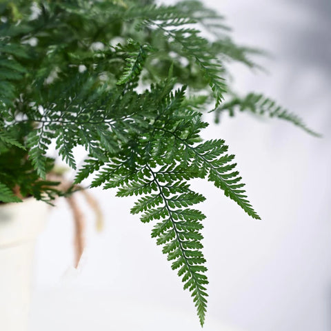 Rabbit's Foot Fern