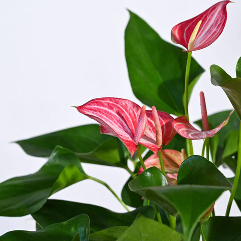 Anthurium Livium